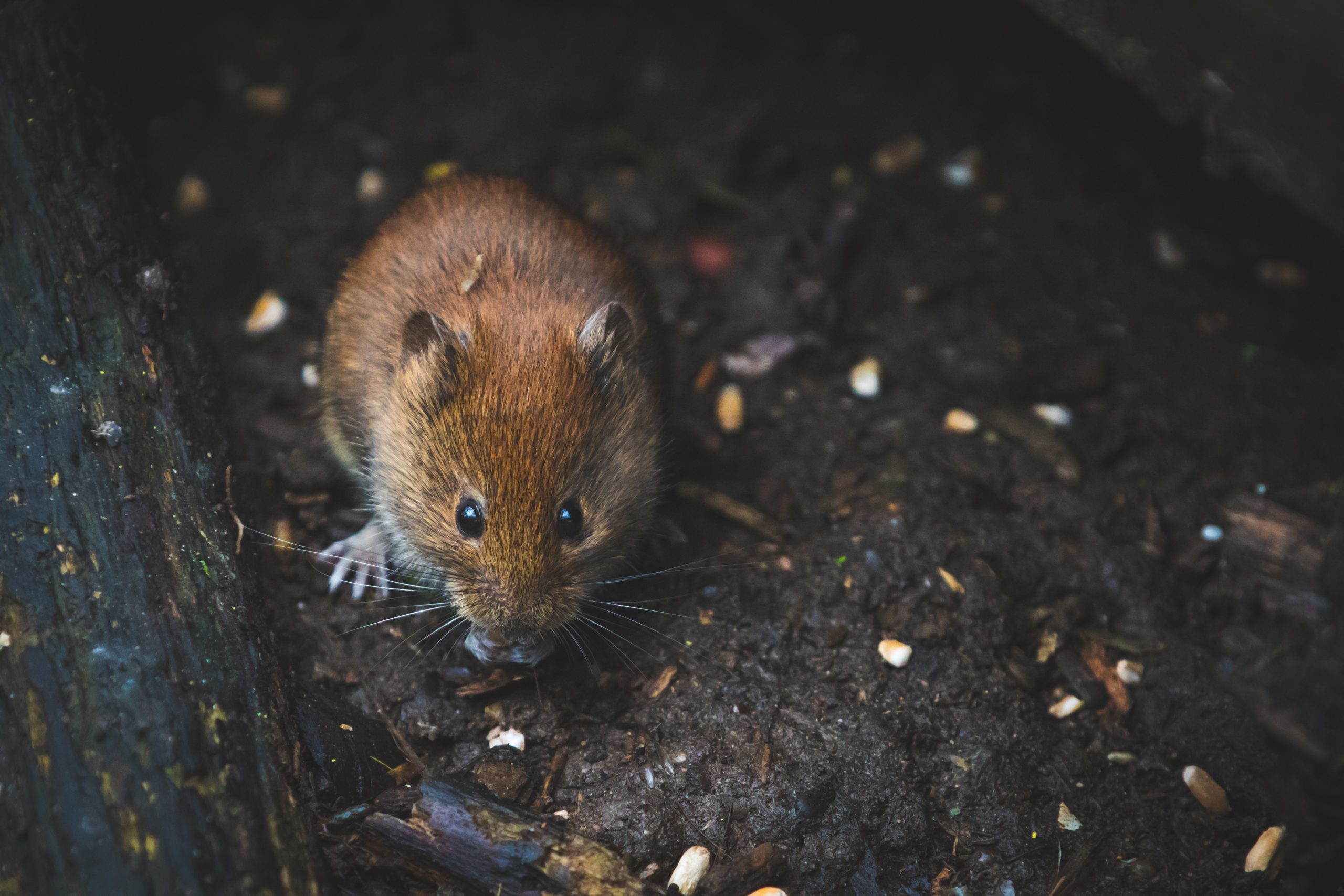 Dératisation, souris et rats