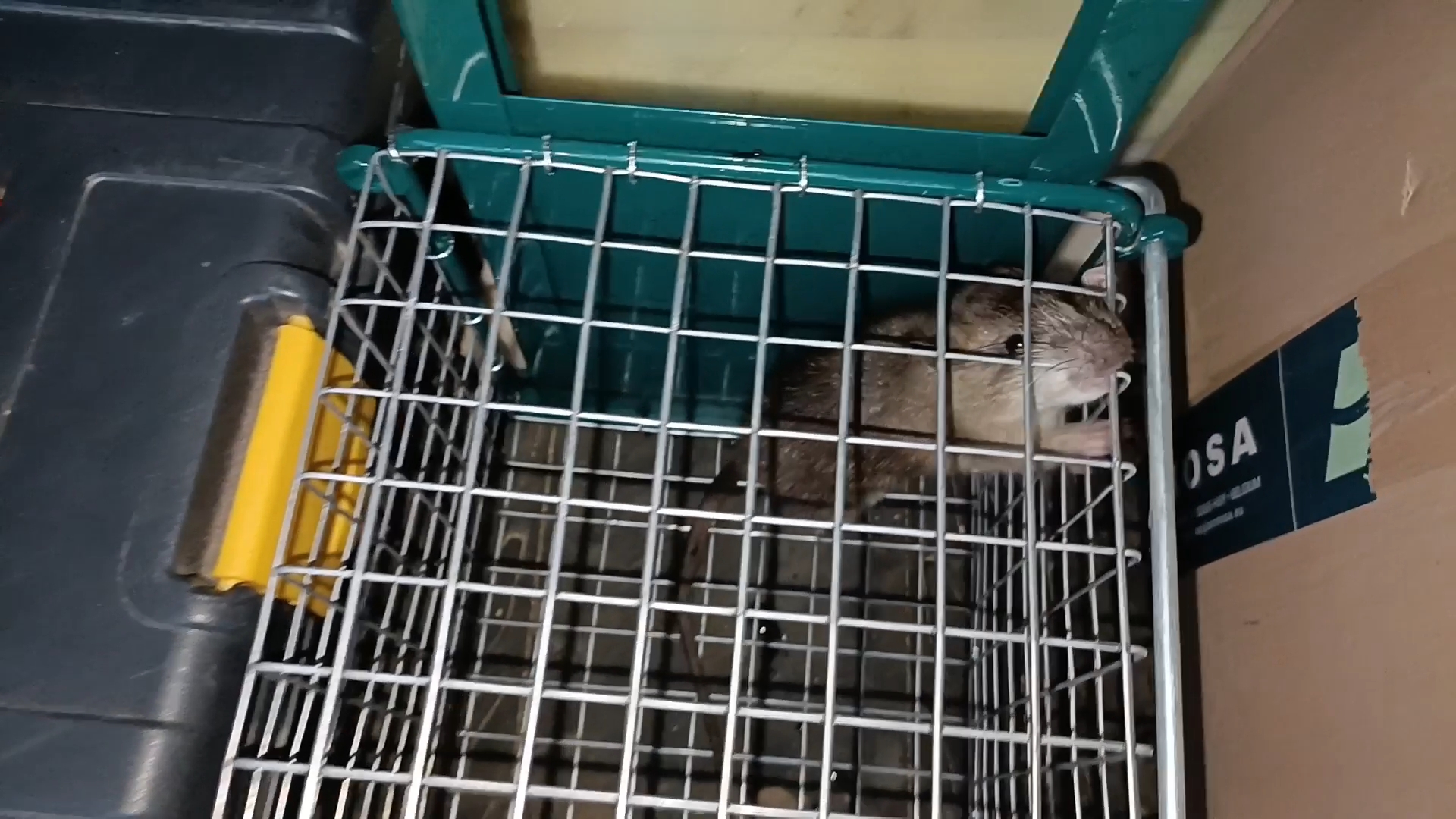 rat capturer en cage