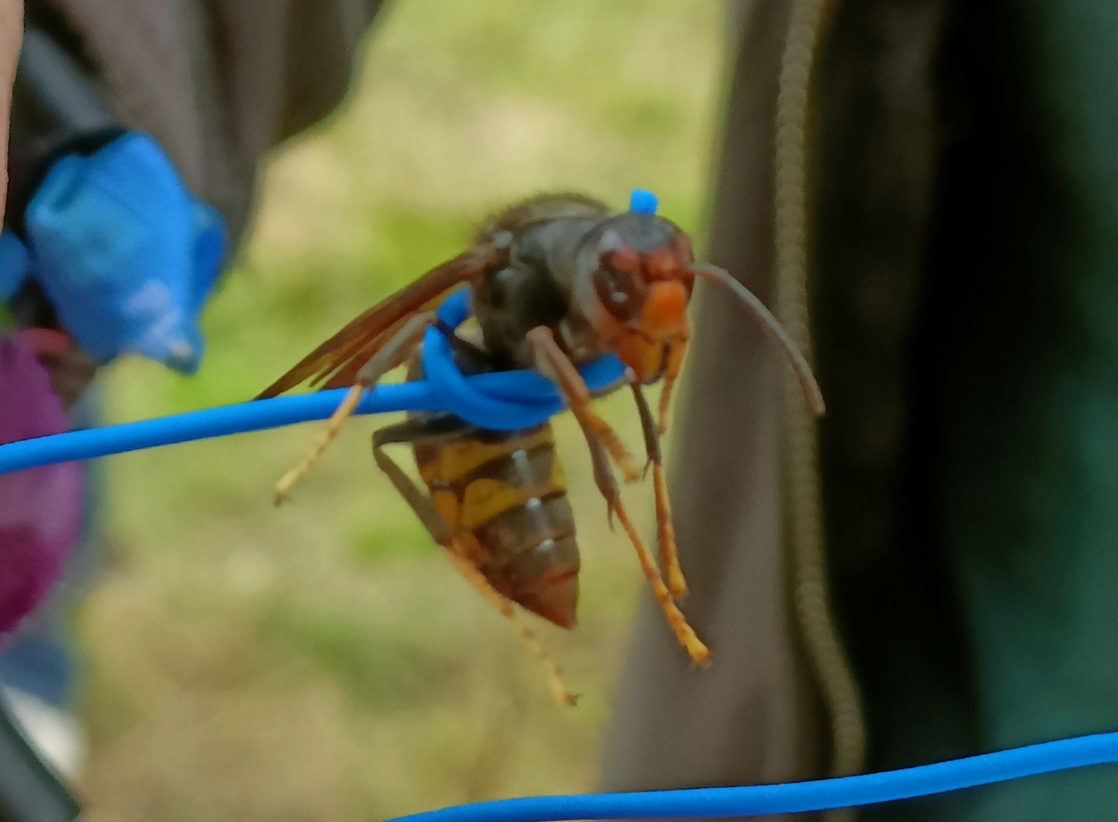 Les frelons asiatiques : une menace grandissante pour les abeilles en Wallonie