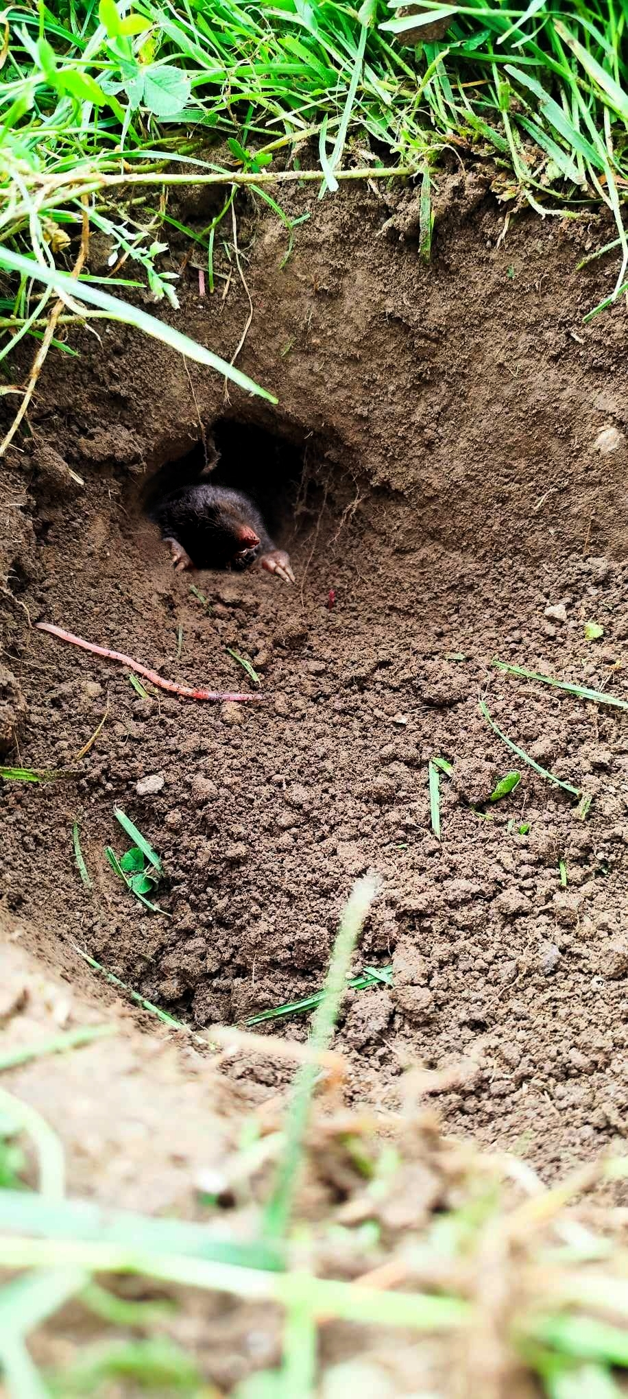 Lutter contre les taupes à Wimbledon et dans votre jardin : Comprendre ces créatures souterraines et comment vous en préserver ?