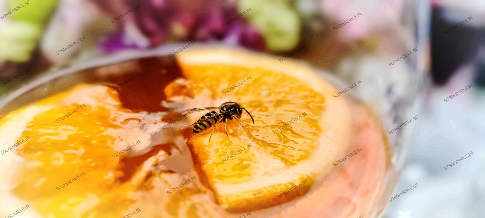 Comment SOSnuisible élimine les guêpes : Un guide pour assurer votre sécurité