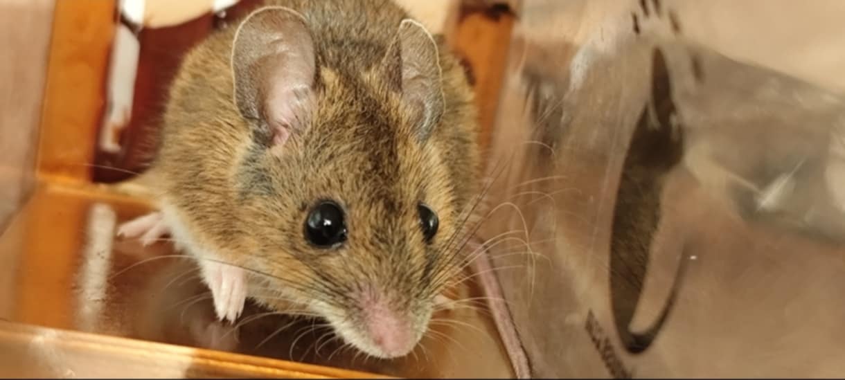 hantavirus lié aux rongeurs rat et souris problème sanitaire