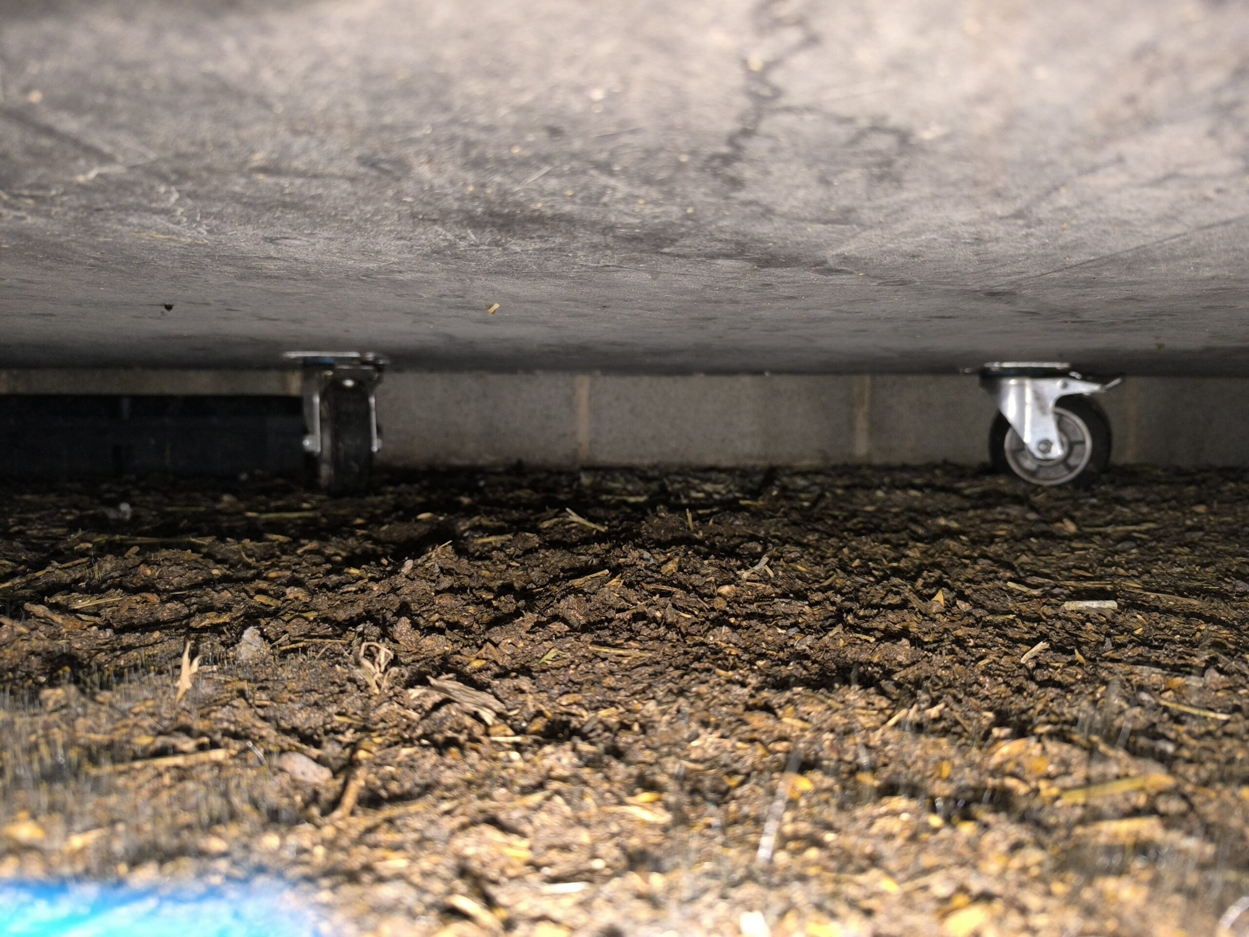 Hantavirus en Belgique : faut-il s’inquiéter de la présence des rats et souris ?